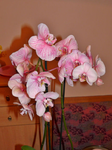  - Orchidee