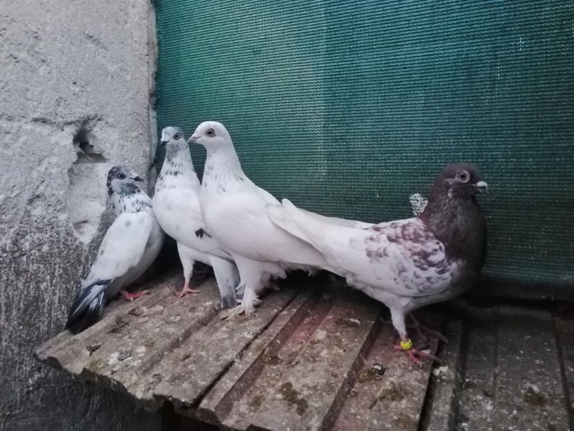  - Berzati de Budapesta