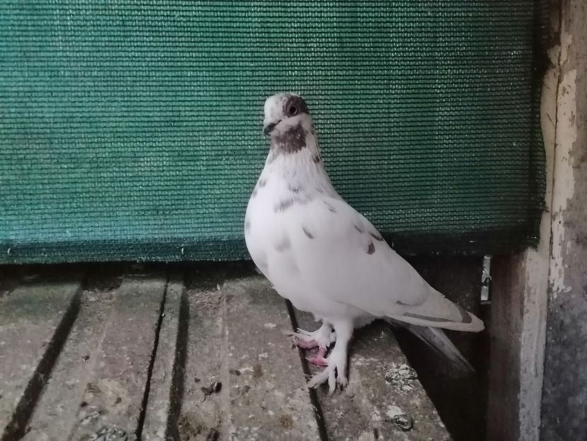  - Berzati de Budapesta