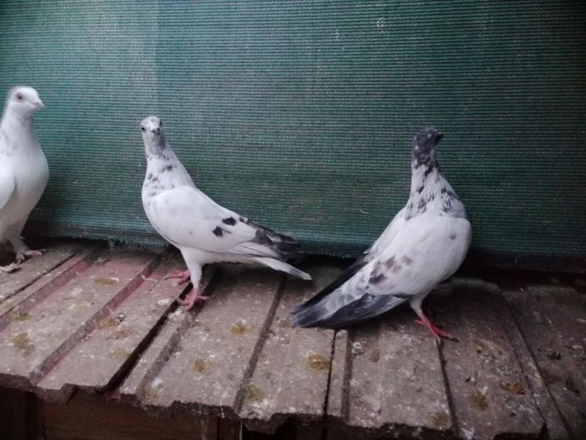  - Berzati de Budapesta