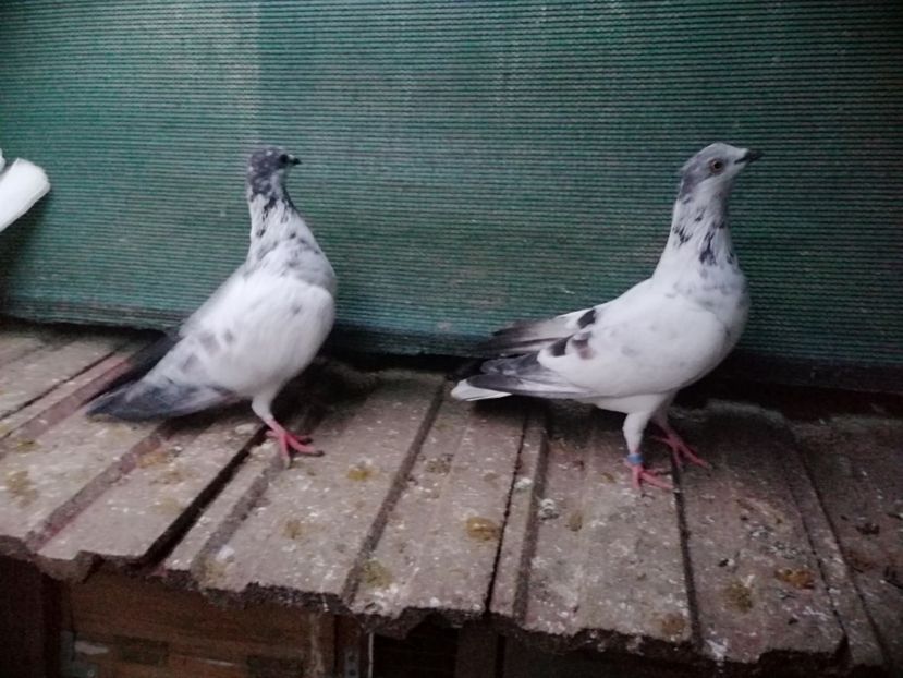  - Berzati de Budapesta