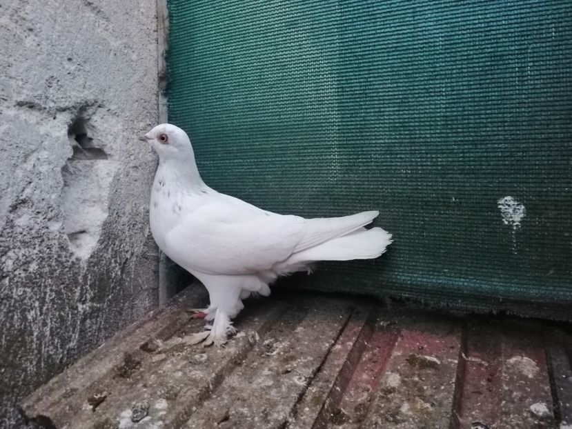  - Berzati de Budapesta