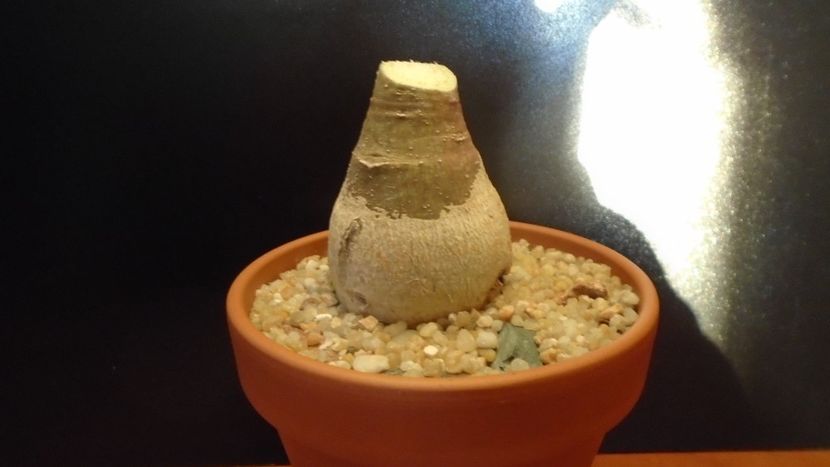 Adenia glauca - Caudiciforme si bulbi 2019 bis