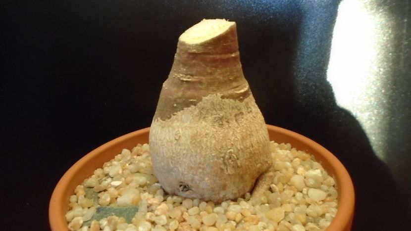Adenia glauca - Caudiciforme si bulbi 2019 bis