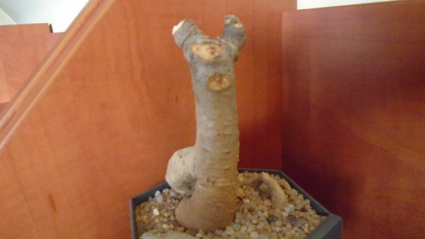 Adansonia digitata (Baobab) - Caudiciforme si bulbi 2019 bis