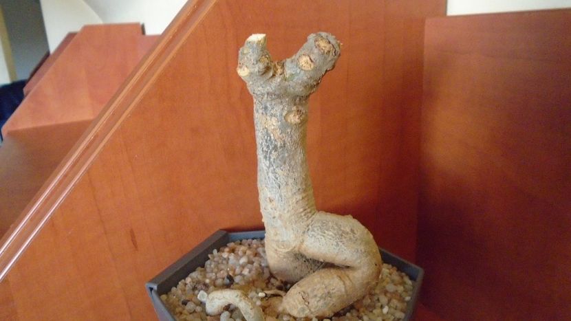 Adansonia digitata (Baobab) - Caudiciforme si bulbi 2019 bis