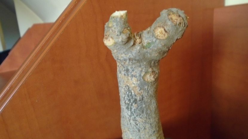 Adansonia digitata (Baobab) - Caudiciforme si bulbi 2019 bis