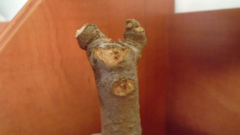 Adansonia digitata (Baobab) - Caudiciforme si bulbi 2019 bis