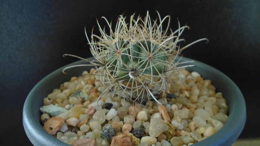 Cactusi cold hardy: Ancistrocactus (Sclerocactus) scheeri (-12C) - Cactusi 2019 final - catalogare 1