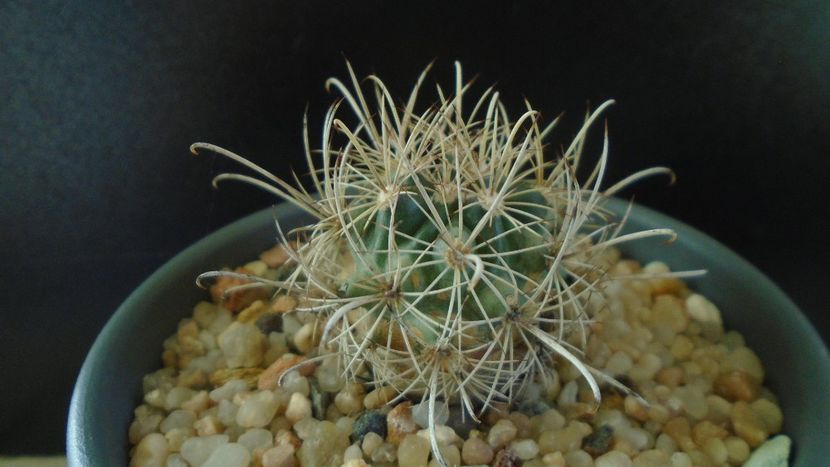 Cactusi cold hardy: Ancistrocactus (Sclerocactus) scheeri (-12C) - Cactusi 2019 final - catalogare 1