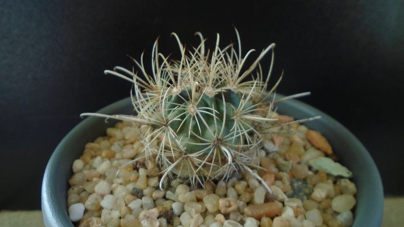 Cactusi cold hardy: Ancistrocactus (Sclerocactus) scheeri (-12C) - Cactusi 2019 final - catalogare 1