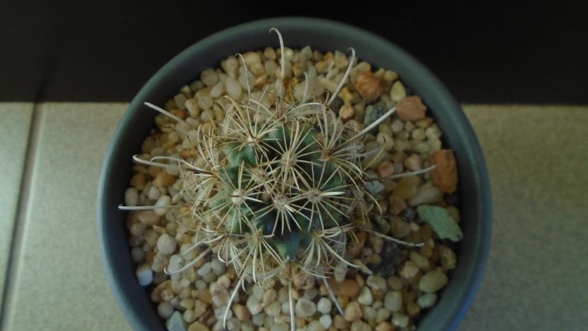 Cactusi cold hardy: Ancistrocactus (Sclerocactus) scheeri (-12C) - Cactusi 2019 final - catalogare 1
