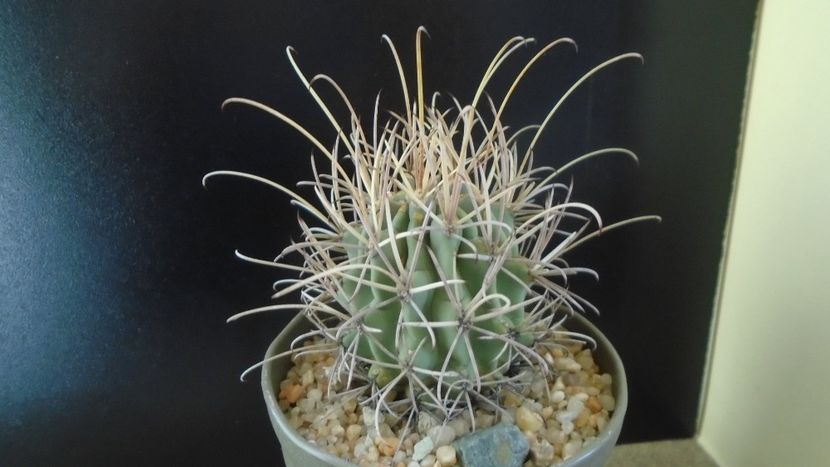 Cactusi cold hardy: Glandulicactus (Sclerocactus, Ancistrocactus) wrightii, JM136 Marathon, Tx (-12C - Cactusi 2019 final - catalogare 1