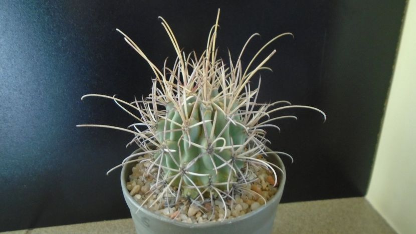Cactusi cold hardy: Glandulicactus (Sclerocactus, Ancistrocactus) wrightii, JM136 Marathon, Tx (-12C - Cactusi 2019 final - catalogare 1