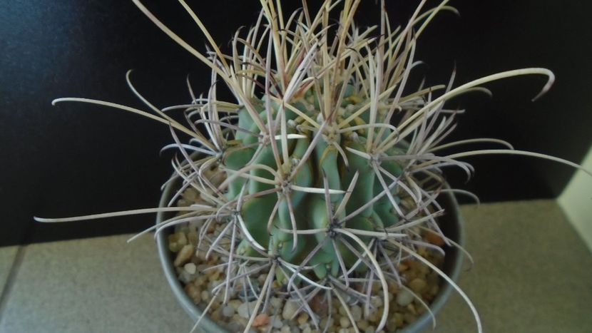 Cactusi cold hardy: Glandulicactus (Sclerocactus, Ancistrocactus) wrightii, JM136 Marathon, Tx (-12C - Cactusi 2019 final - catalogare 1