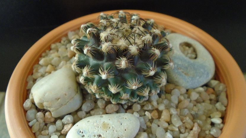 Cactusi cold hardy:  Pediocactus knowltonii (-10 -25C) - Cactusi 2019 final - catalogare 1