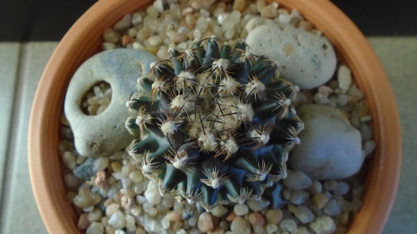 Cactusi cold hardy:  Pediocactus knowltonii (-10 -25C) - Cactusi 2019 final - catalogare 1