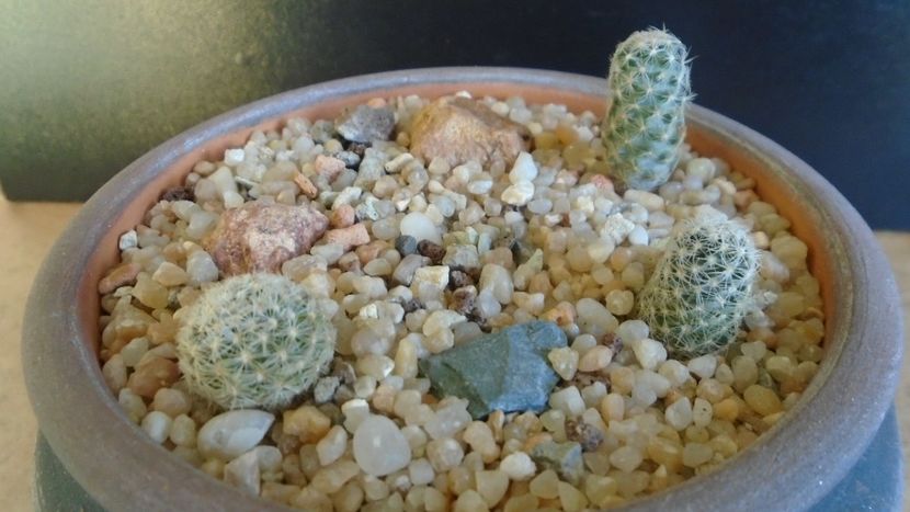 Cactusi cold hardy:  grup de 3 Pediocactus (-10 -25C) - Cactusi 2019 final - catalogare 1
