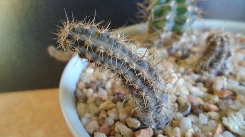 Austrocactus longicarpus (-18C) - Cactusi 2019 final - catalogare 1