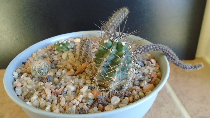 Cactusi cold hardy:  grup de 6 cactusi (-10-25C) - Cactusi 2019 final - catalogare 1