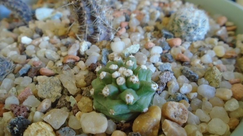 Echinocereus triglochidiatus v. mojavensis inermis (-10 C) - Cactusi 2019 final - catalogare 1