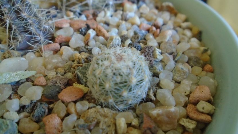 Escobaria vivipara v. alversonii, SB1800 (-15 C) - Cactusi 2019 final - catalogare 1