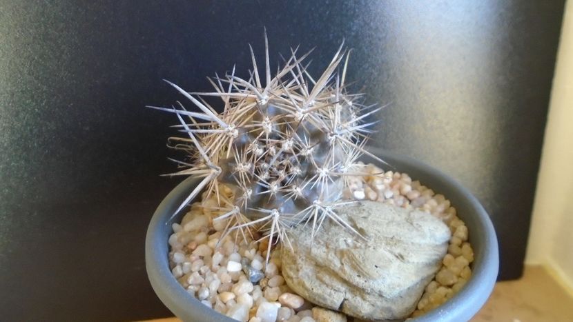 Cactusi cold hardy: Austrocactus patagonicus (-20C) - Cactusi 2019 final - catalogare 1