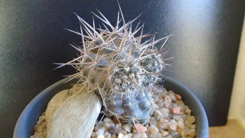 Cactusi cold hardy: Austrocactus patagonicus (-20C) - Cactusi 2019 final - catalogare 1