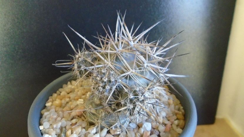 Cactusi cold hardy: Austrocactus patagonicus (-20C) - Cactusi 2019 final - catalogare 1