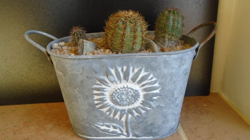 Cactusi cold hardy: grup de 3 Oroya (-15C) - Cactusi 2019 final - catalogare 1