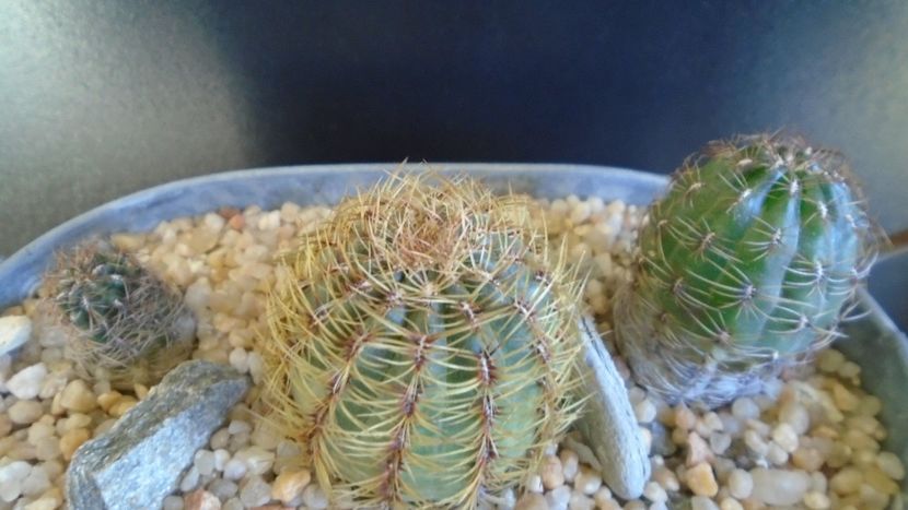 Cactusi cold hardy: grup de 3 Oroya (-15C) - Cactusi 2019 final - catalogare 1