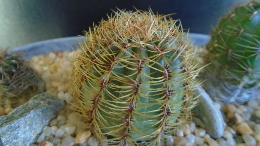 Cactusi cold hardy: grup de 3 Oroya (-15C) - Cactusi 2019 final - catalogare 1