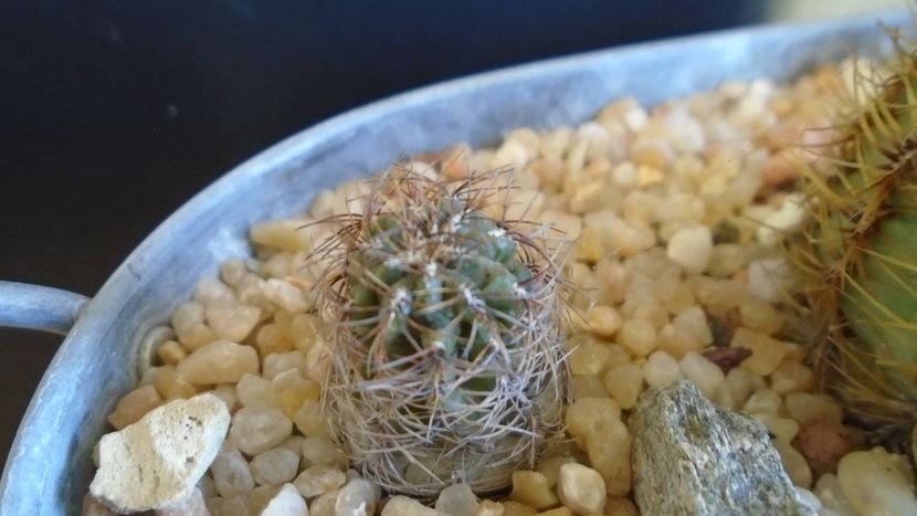 Oroya peruviana v. minima, KK 374 Huancayo, Peru (-15 C) - Cactusi 2019 final - catalogare 1