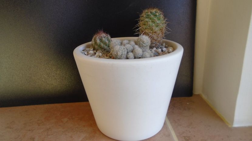 Cactusi cold hardy: grup de 3 Escobaria (-12C) - Cactusi 2019 final - catalogare 1