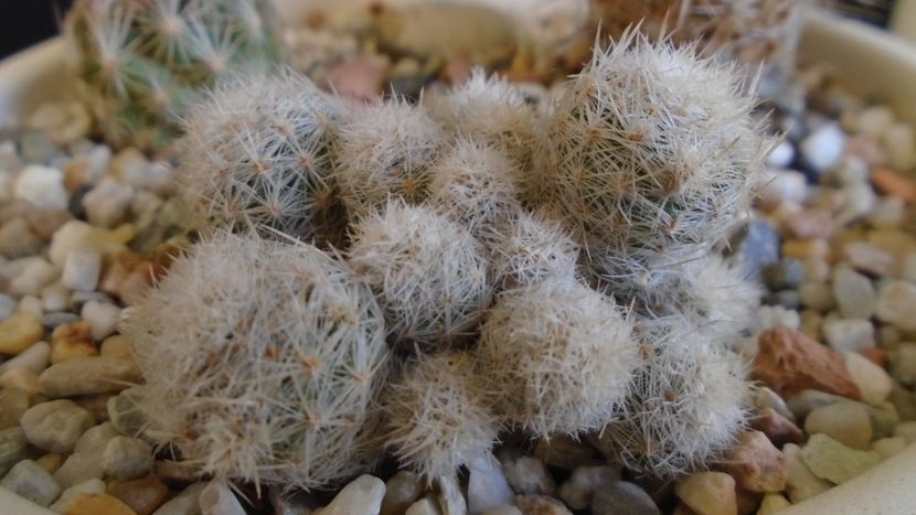 Escobaria sneedii ssp. leei (-17C) - Cactusi 2019 final - catalogare 1