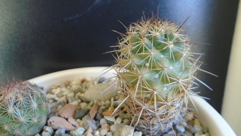 Escobaria dasyacantha, Coll. Joseph Odehral (-12C) - Cactusi 2019 final - catalogare 1