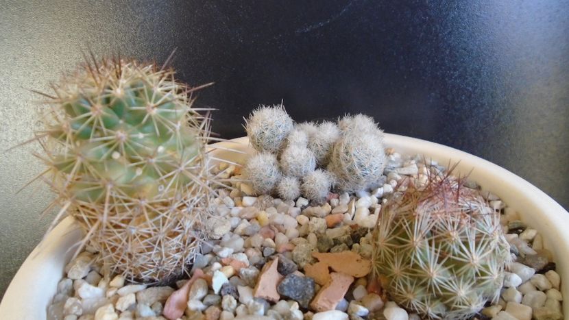 Cactusi cold hardy: grup de 3 Escobaria (-12C) - Cactusi 2019 final - catalogare 1