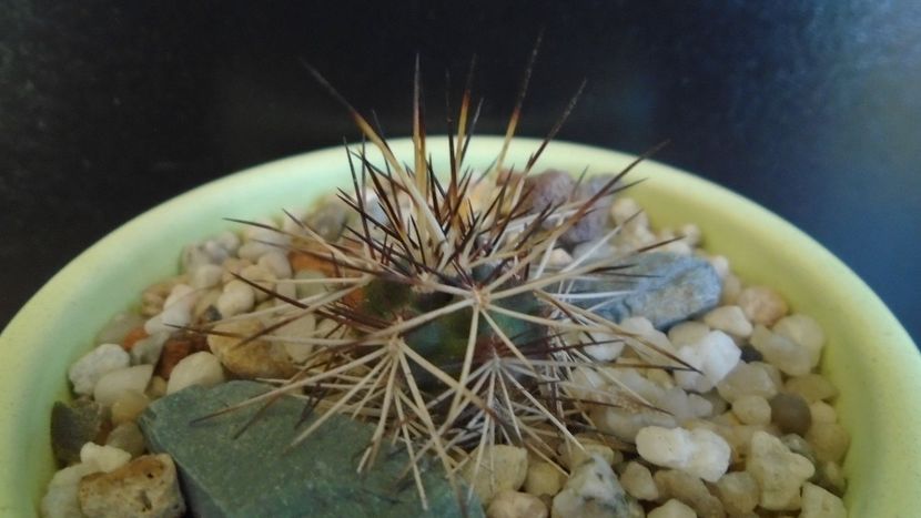 Cactusi cold hardy: Echinocereus viridiflorus v. davisii (-10C) - Cactusi 2019 final - catalogare 1