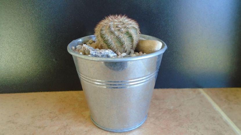 Cactusi cold hardy: Echinocereus reichenbachii ssp. baileyi (-30C) - Cactusi 2019 final - catalogare 1