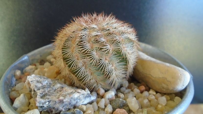Cactusi cold hardy: Echinocereus reichenbachii ssp. baileyi (-30C) - Cactusi 2019 final - catalogare 1