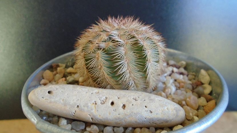 Cactusi cold hardy: Echinocereus reichenbachii ssp. baileyi (-30C) - Cactusi 2019 final - catalogare 1