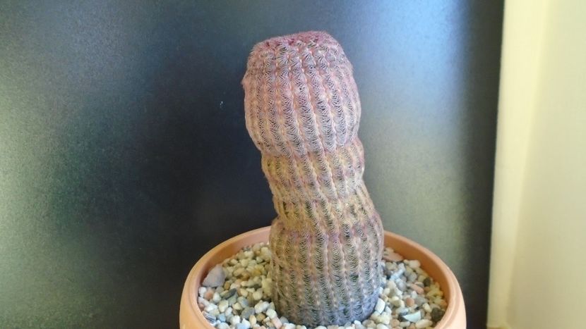 Cactusi cold hardy:  Echinocereus rigidissimus v rubrispinus (-12C) - Cactusi 2019 final - catalogare 1