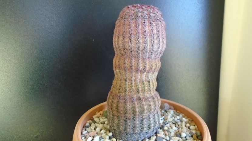 Cactusi cold hardy: Echinocereus rigidissimus v rubrispinus (-12C) - Cactusi 2019 final - catalogare 1