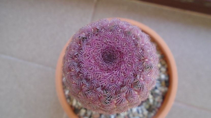 Cactusi cold hardy: Echinocereus rigidissimus v rubrispinus (-12C) - Cactusi 2019 final - catalogare 1