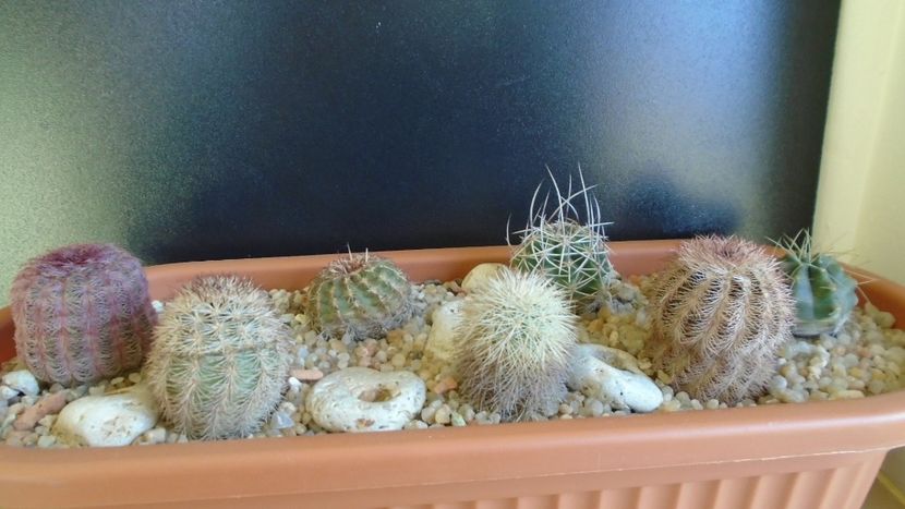 Cactusi cold hardy: grup de 7 Echinocereus (-10 -20C) - Cactusi 2019 final - catalogare 1