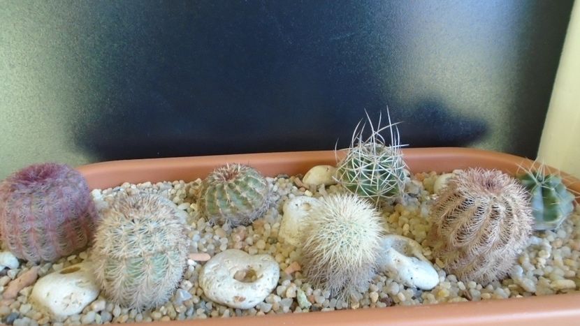Cactusi cold hardy: grup de 7 Echinocereus (-10 -20C) - Cactusi 2019 final - catalogare 1