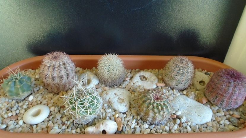 Cactusi cold hardy: grup de 7 Echinocereus (-10 -20C) - Cactusi 2019 final - catalogare 1