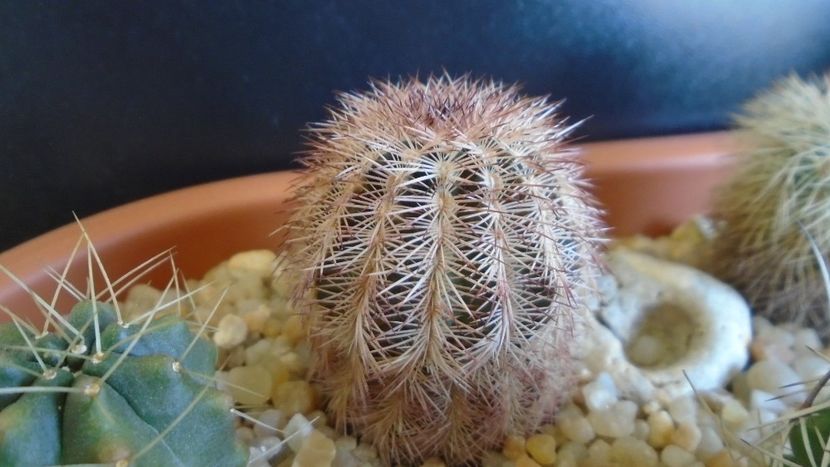 Echinocereus perbellus (E. reichenbachii v. perbellus) (-20 C) - Cactusi 2019 final - catalogare 1