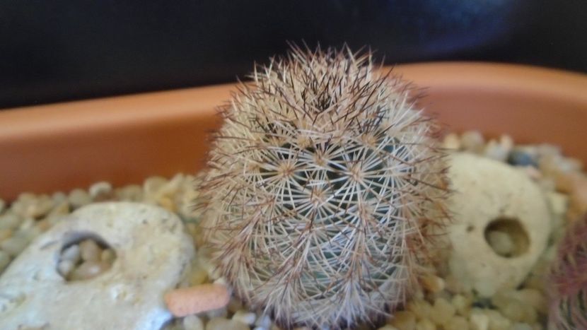 Echinocereus dasyacanthus (-10 C) - Cactusi 2019 final - catalogare 1