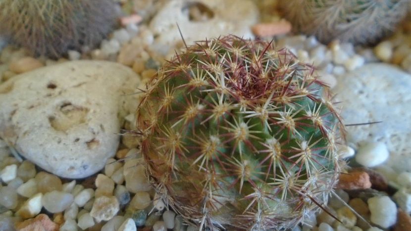 Echinocereus viridiflorus (-20 C) - Cactusi 2019 final - catalogare 1